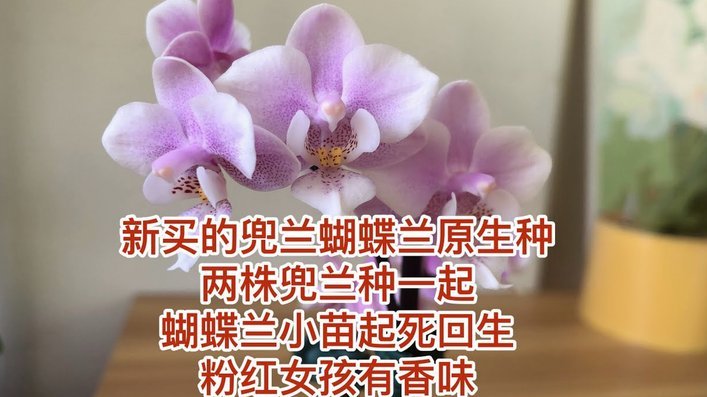 携程去花秒拒了？超全自救指南与应对方法